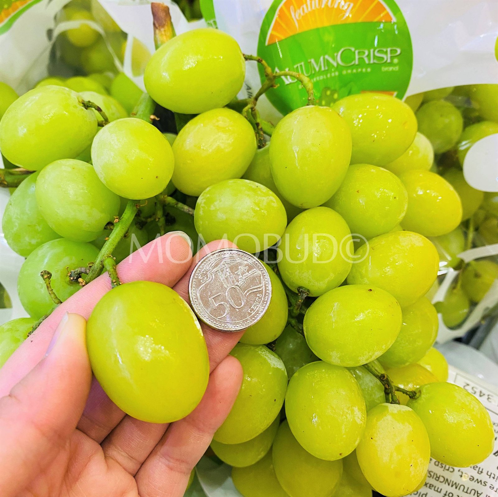 Fruitico Jumbo Autumn Crisp® Green Seedless Grapes (1kg) - Image 3