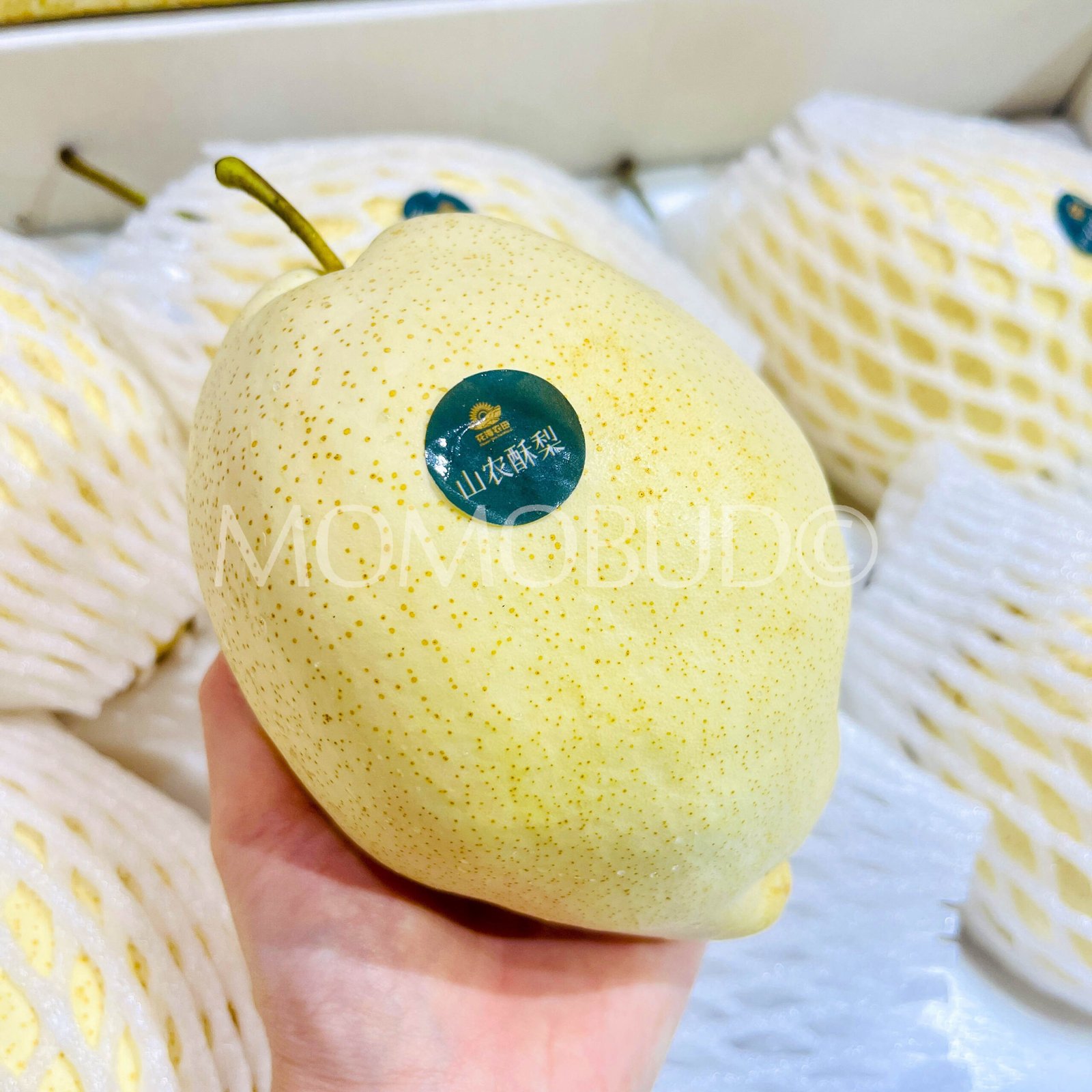 Gantang Honey Golden Pear (Jumbo) - Image 4