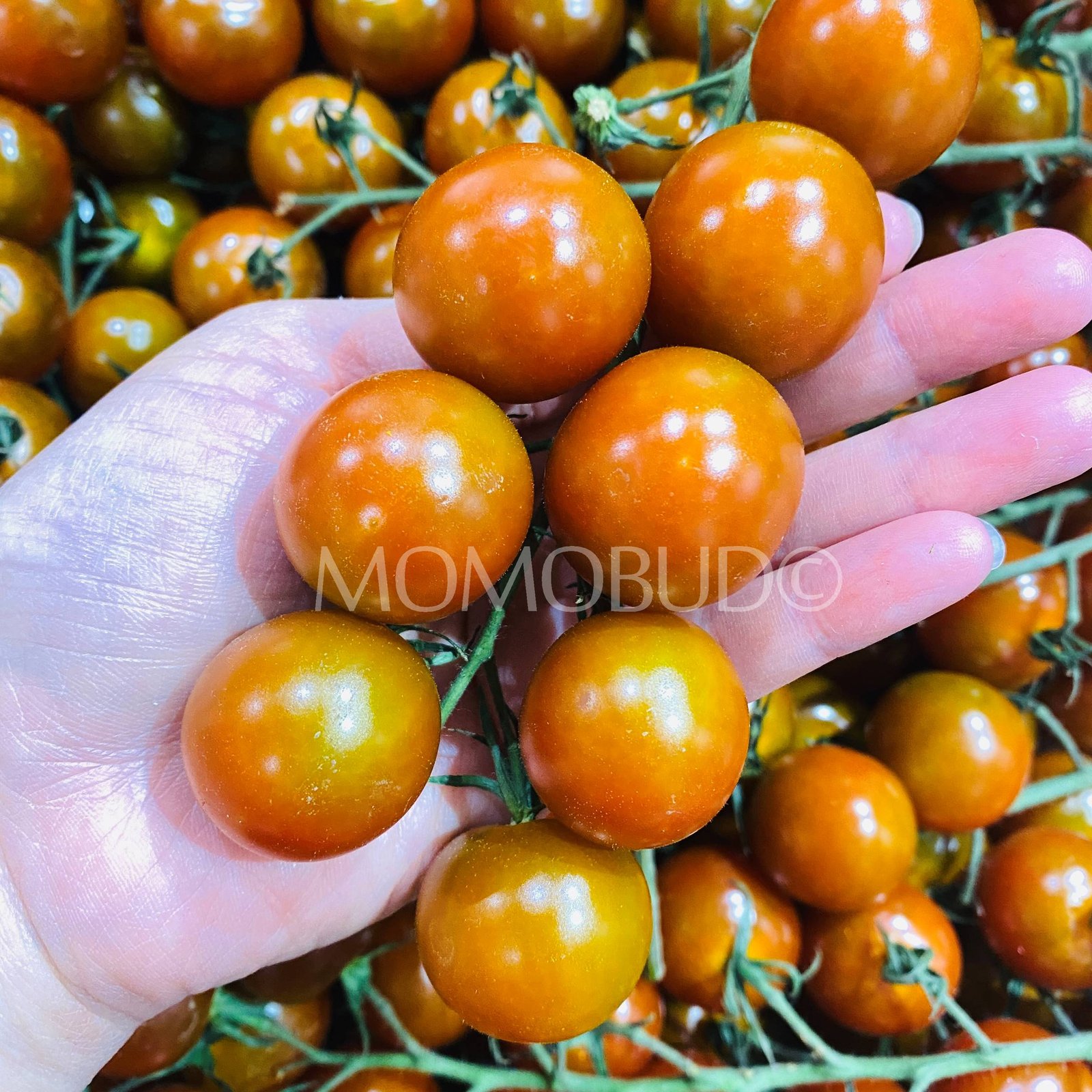 Golden Brown Cherry Tomatoes (On Vine) - Image 2