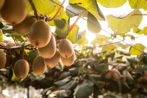 Zespri Jumbo Sungold Kiwi - Image 6