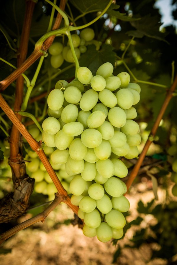 Great Green Green Seedless Grapes (1kg) - Image 2