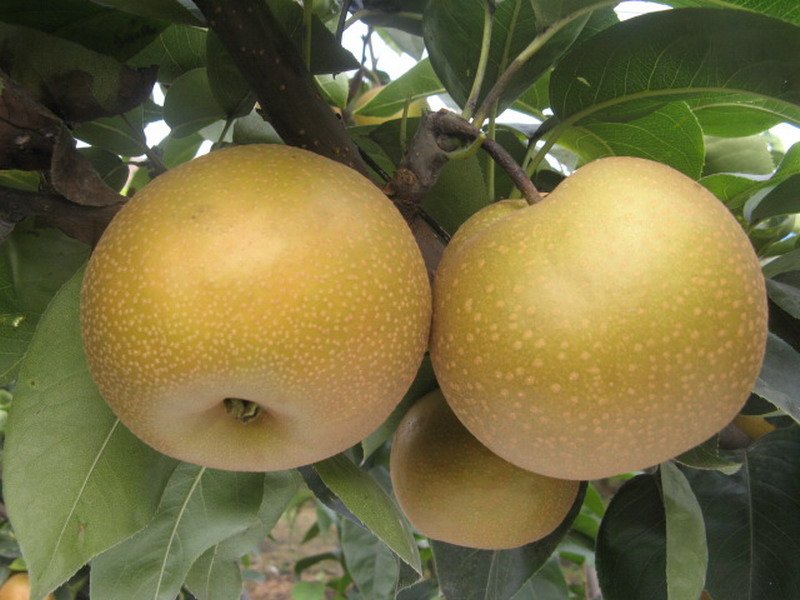 Premium China Fortune Dragon Nan Shui Pear (Medium) - Image 6