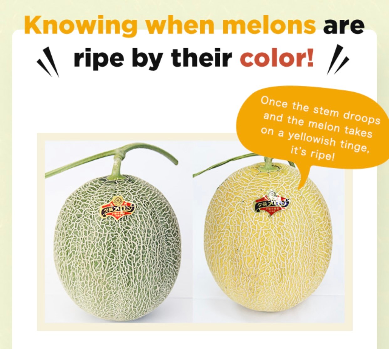 Japanese Yubari King Red Muskmelon - Image 5