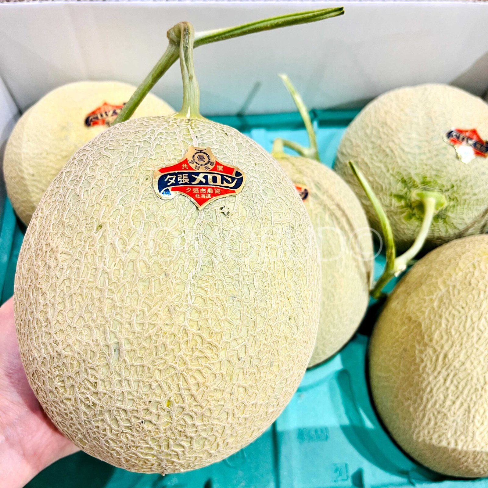 Japanese Yubari King Red Muskmelon - Image 7