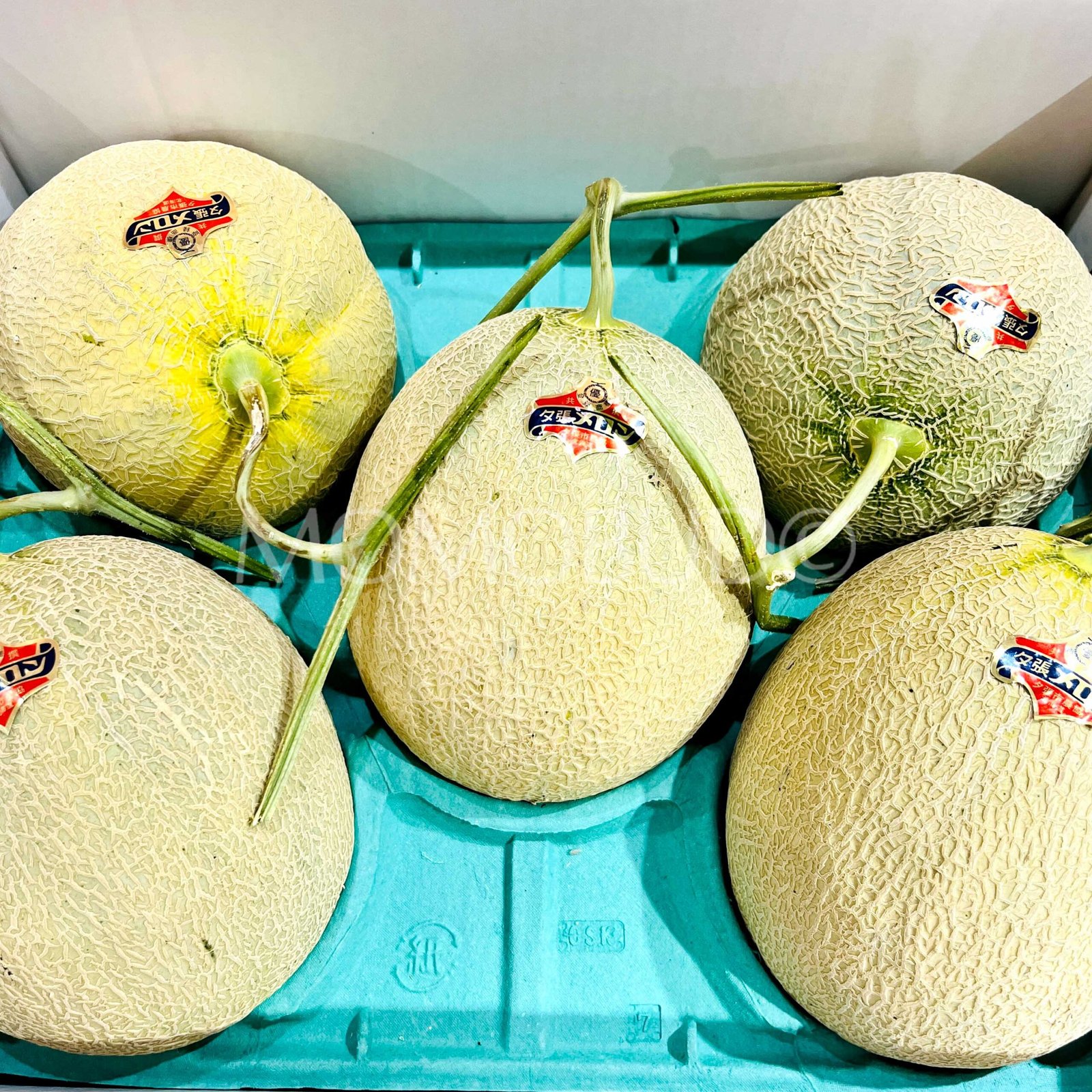 Japanese Yubari King Red Muskmelon - Image 6