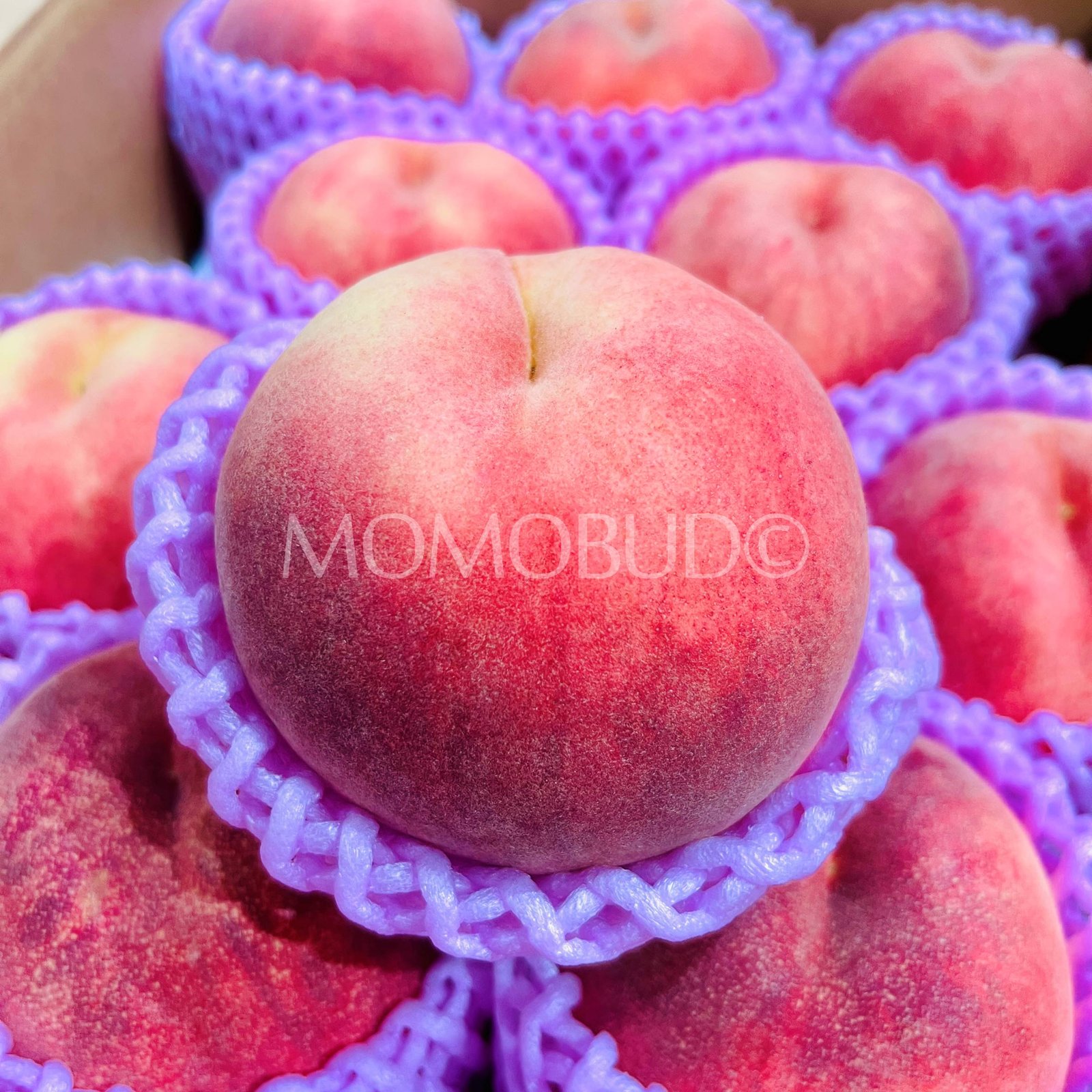 Japanese Tsugaru Sakura White Peach (X-Large) - Image 3