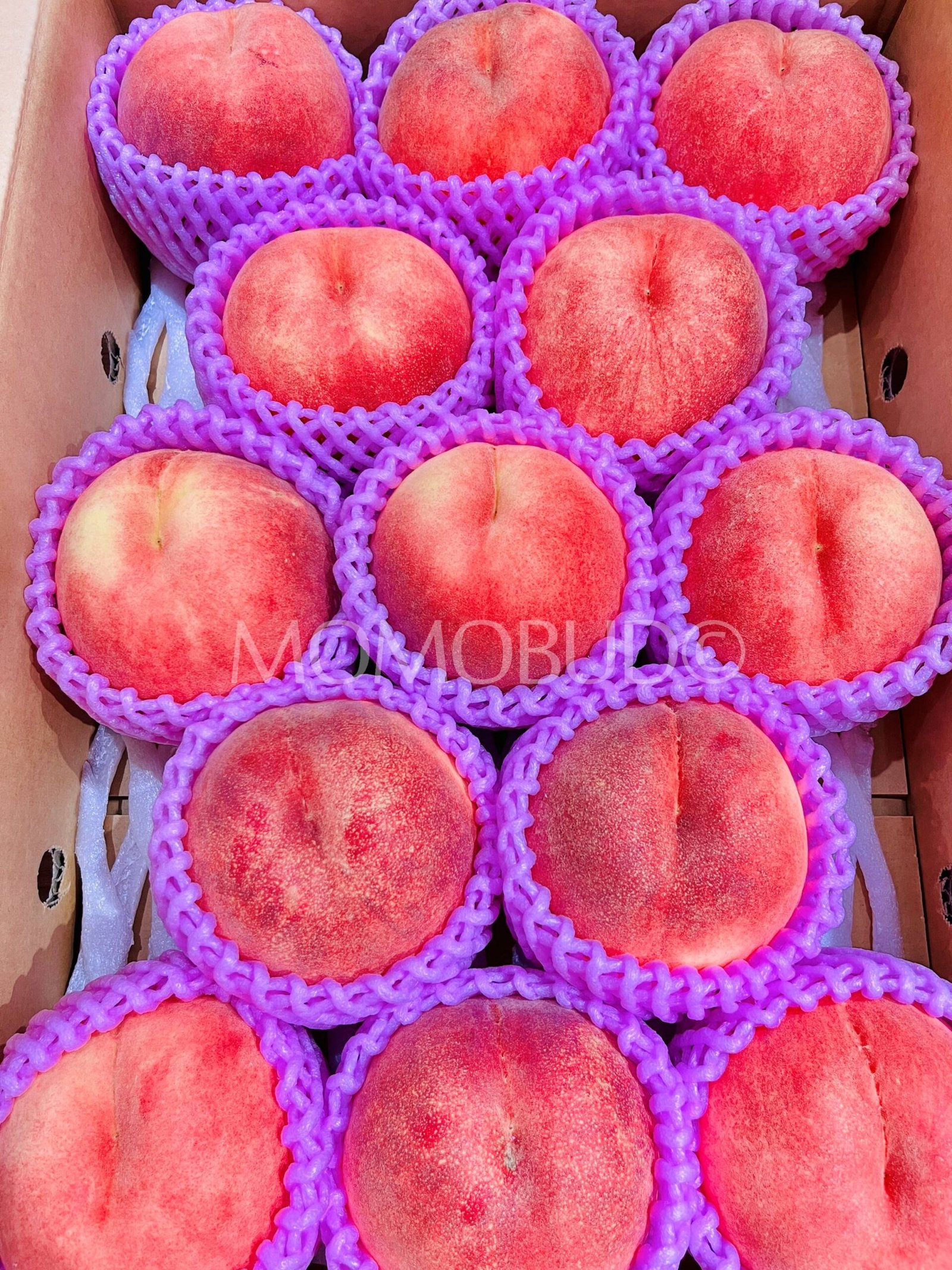 Japanese Tsugaru Sakura White Peach (X-Large) - Image 2