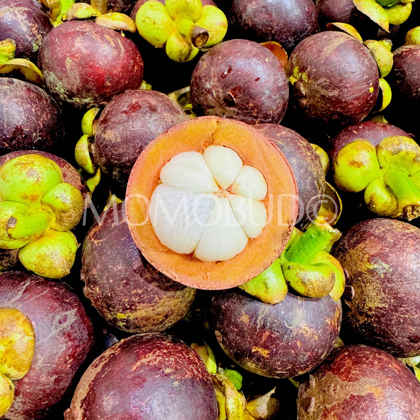 Thailand Mangosteen - Image 4