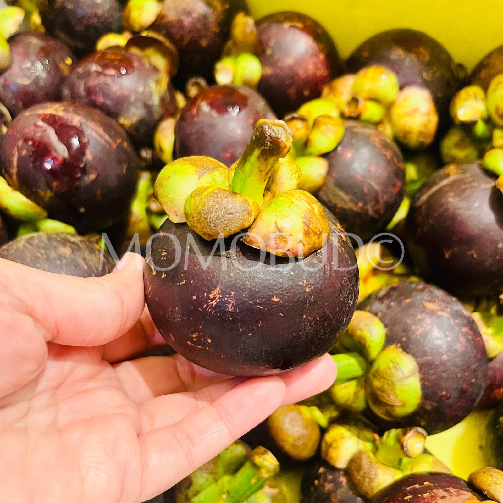 Thailand Mangosteen - Image 3