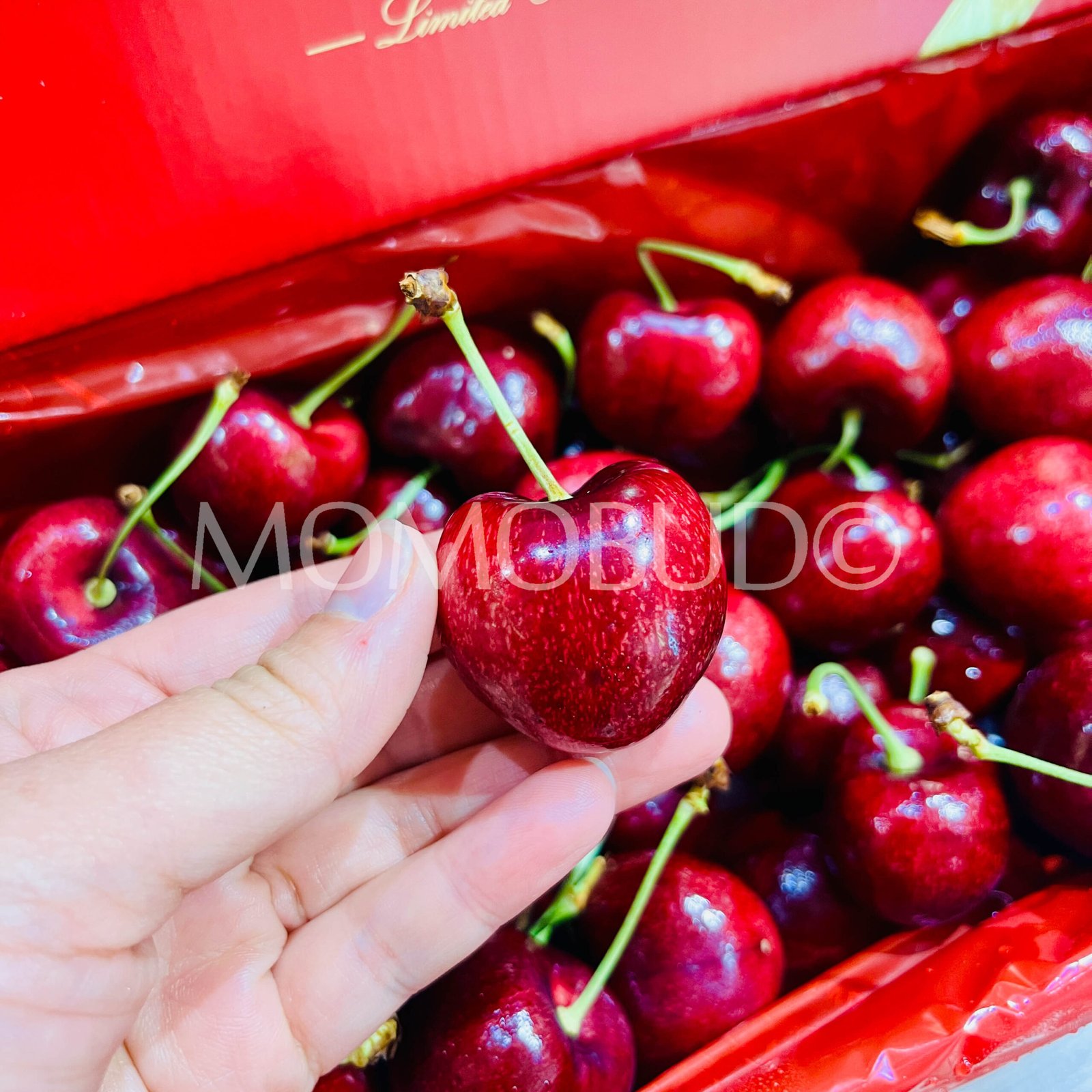 J&P Turner Lapin Red Cherry (1kg Premium Box) - Image 4