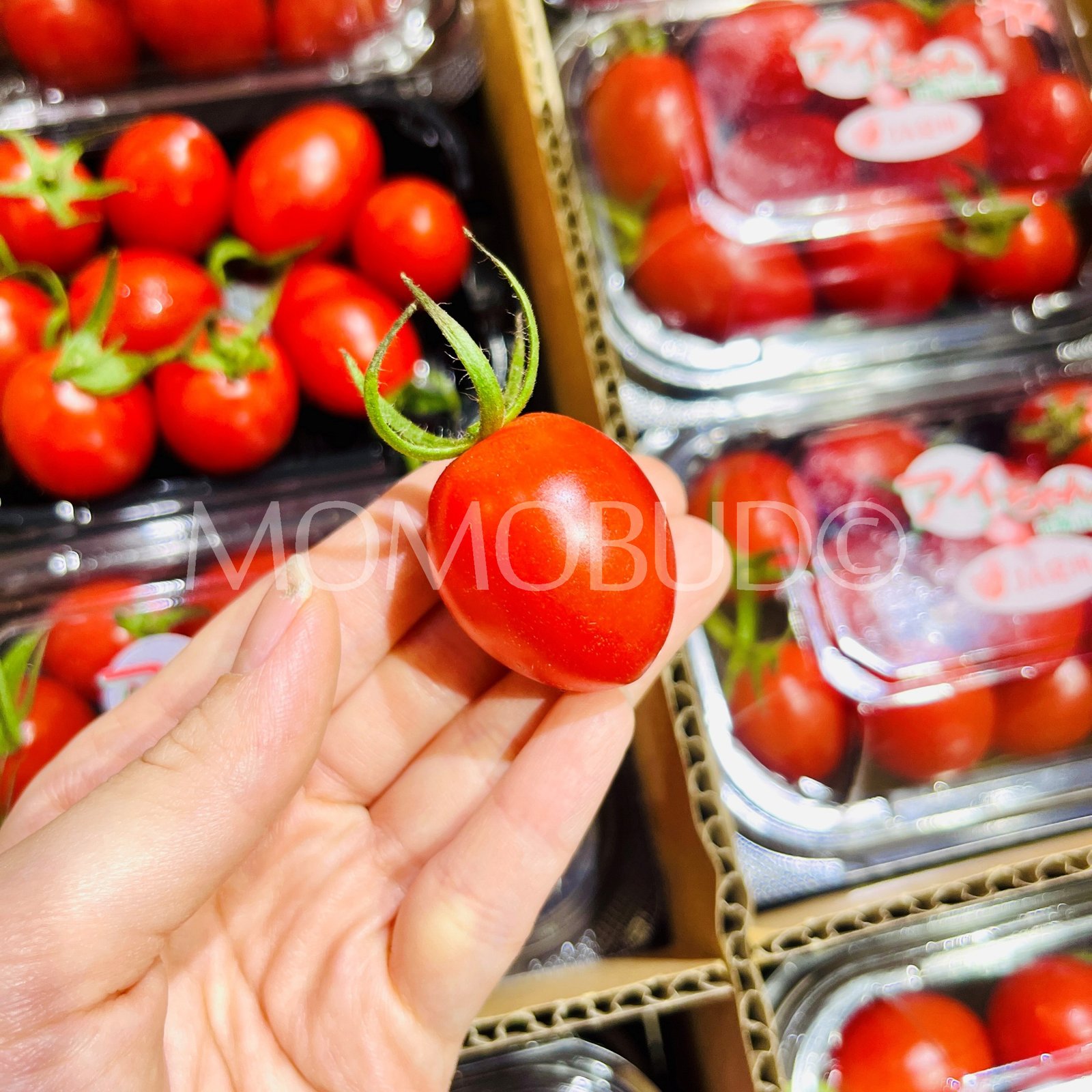 Japanese Ai-chan Cherry Tomato (150g punnet) - Image 4