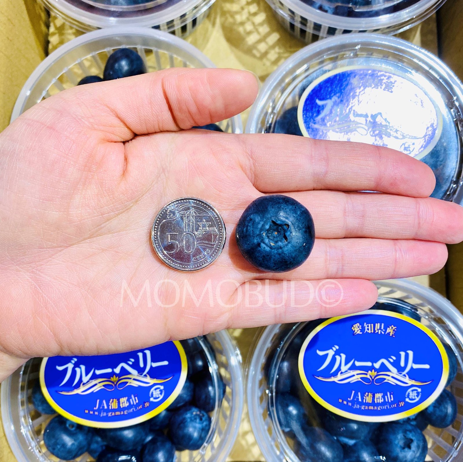 Japanese Aichi Blueberry (100g punnet) - Image 4