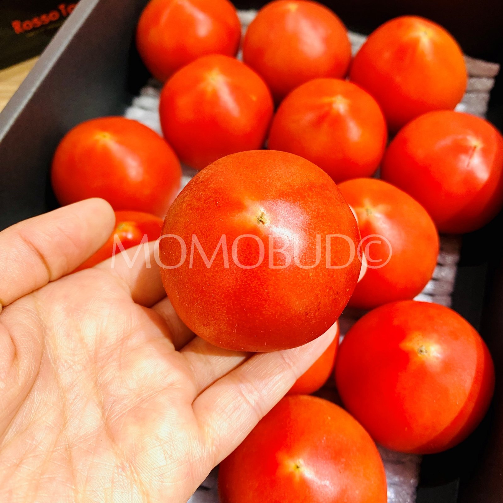 Japanese Aichi Rosso Fruit Tomato Gift Box (1kg) - Image 4