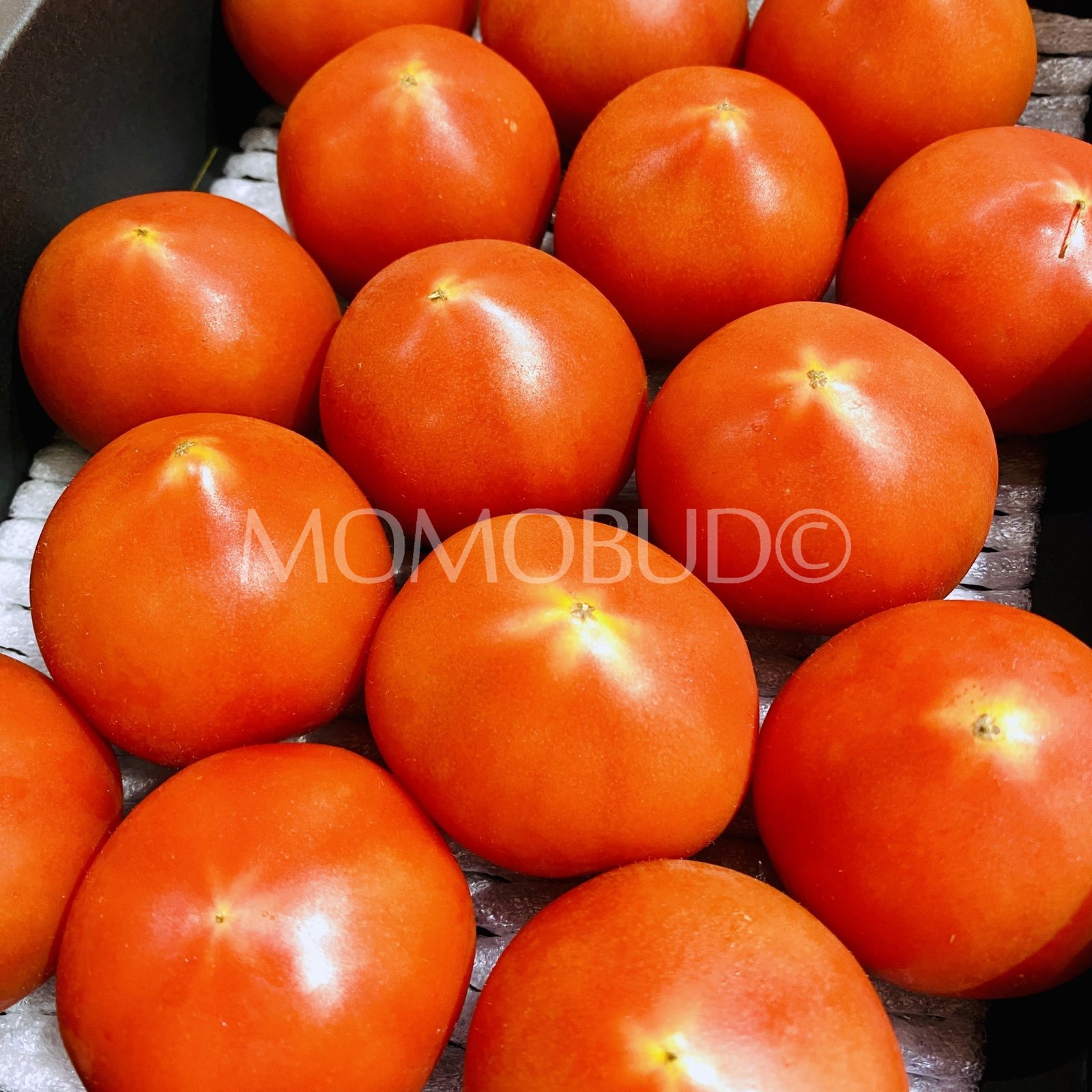 Japanese Aichi Rosso Fruit Tomato Gift Box (1kg) - Image 3