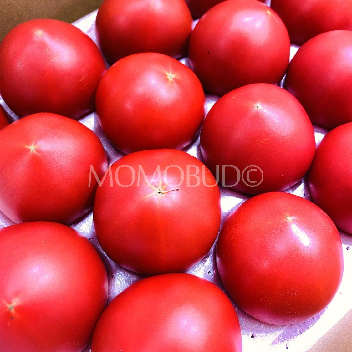Japanese Amaju Daiou King of Fruit Tomato Gift Box - Image 2