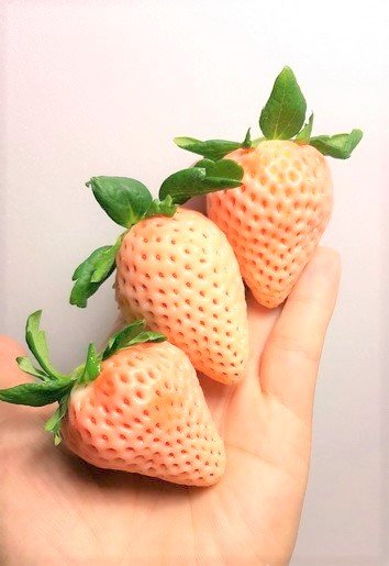 Japanese Yamato Heguri Awayuki Strawberry - Image 4