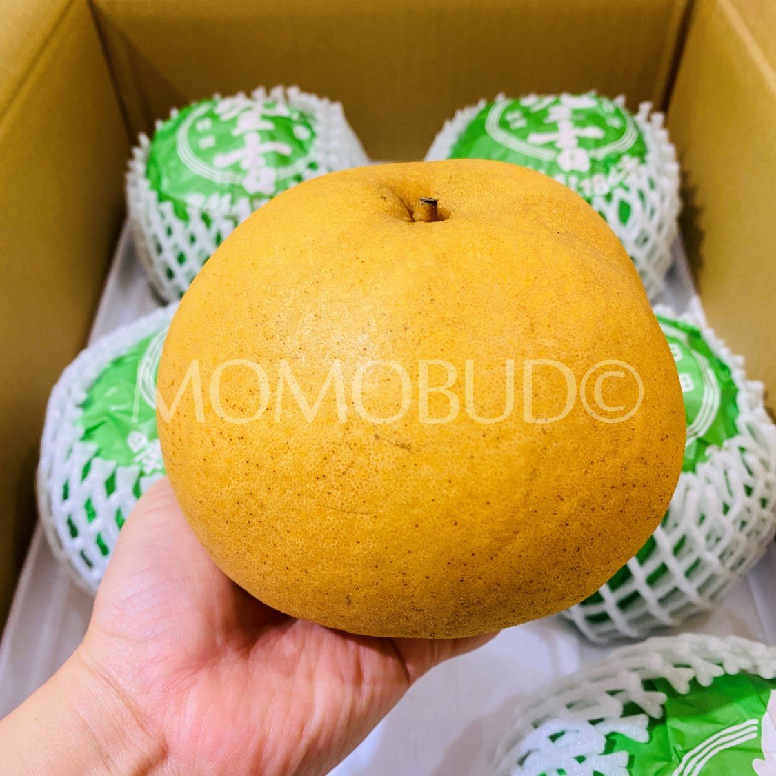 Japanese Bansankichi Pear (Large) - Image 3