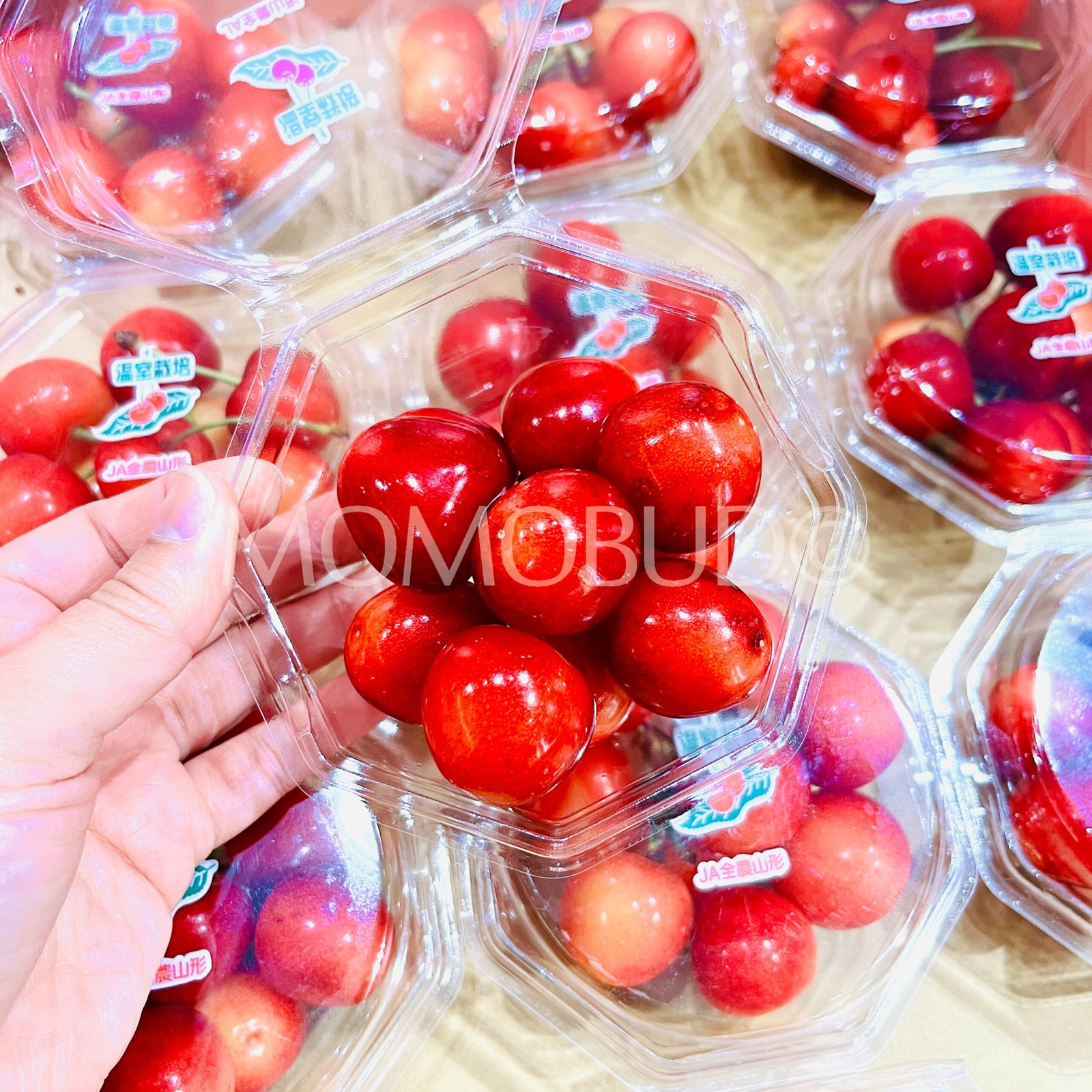 Japanese Beni Shuho Sakuranbo (Cherry, 100g punnet) - Image 4