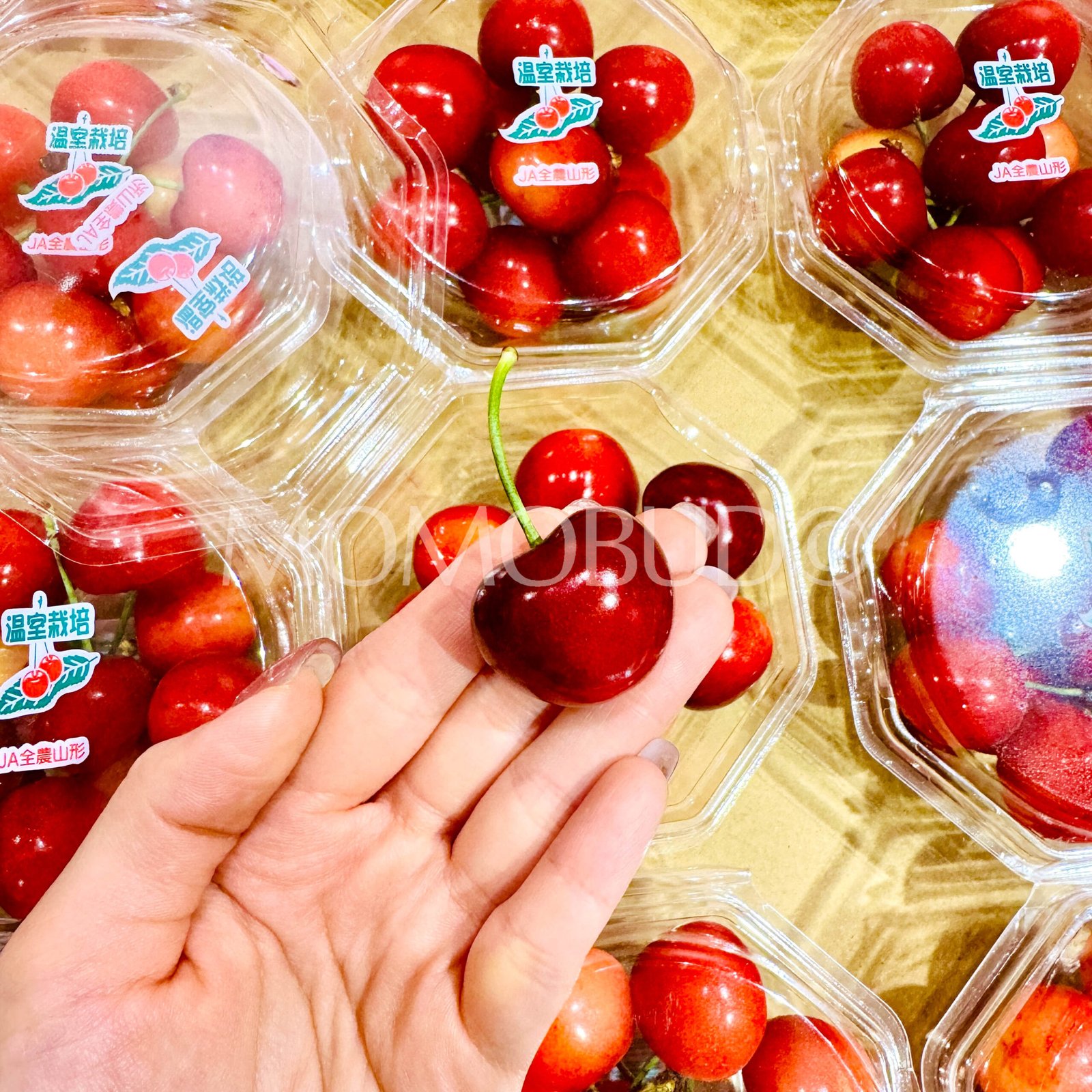 Japanese Beni Shuho Sakuranbo (Cherry, 100g punnet) - Image 5