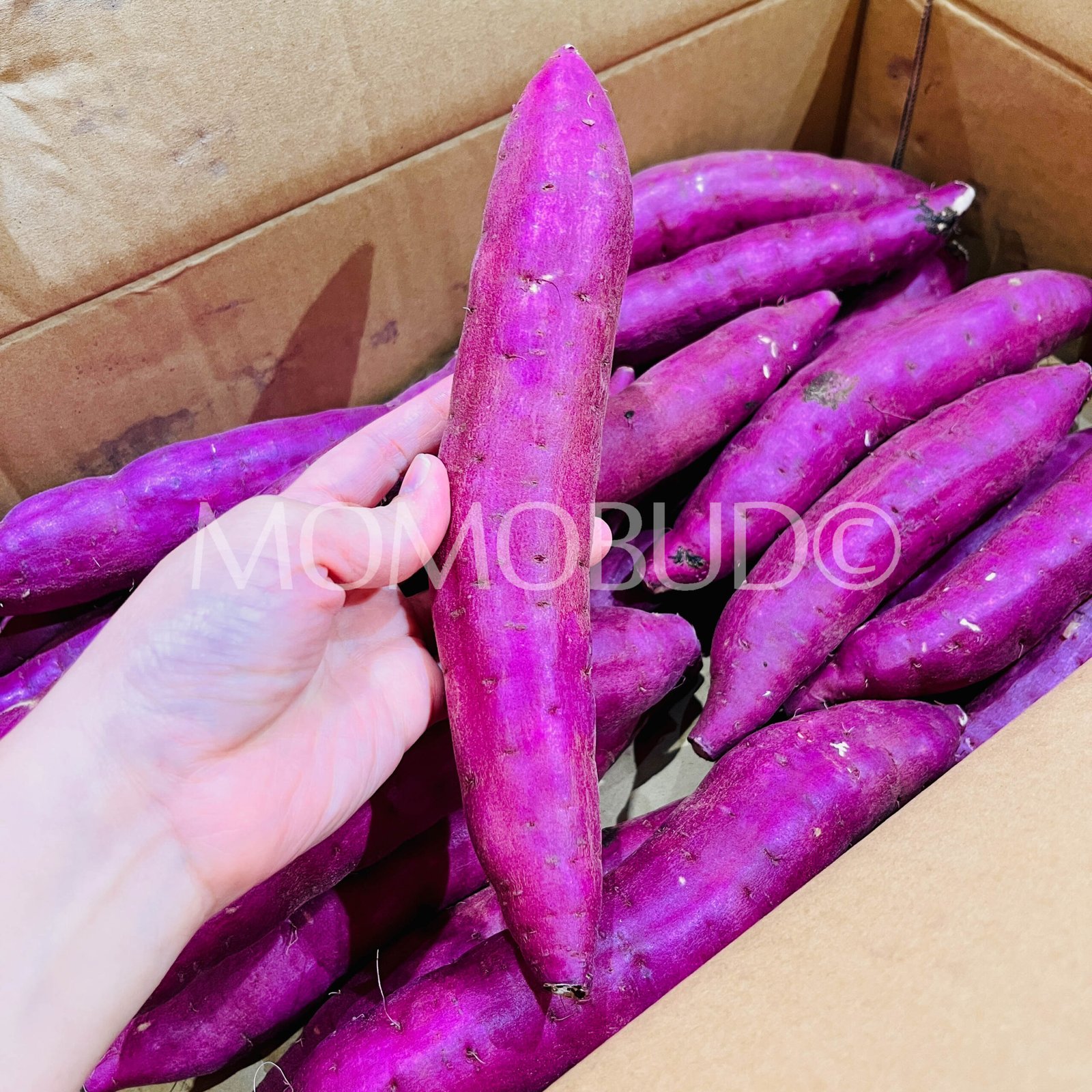 Japanese Beni Yuuka Yellow Satsumaimo (Sweet Potato) - Image 4