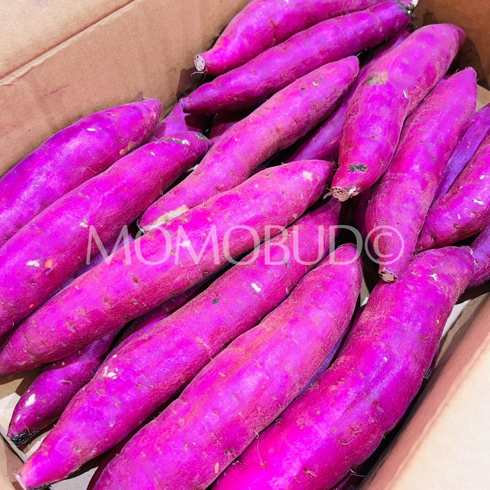 Japanese Beni Yuuka Yellow Satsumaimo (Sweet Potato) - Image 3