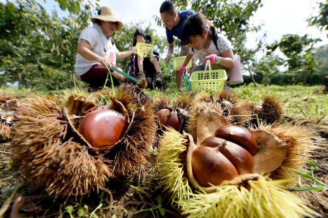 Japanese Ibaraki Chestnut (470g bag) - Image 8