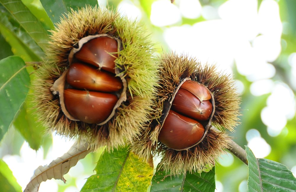Japanese Ibaraki Chestnut (470g bag) - Image 7