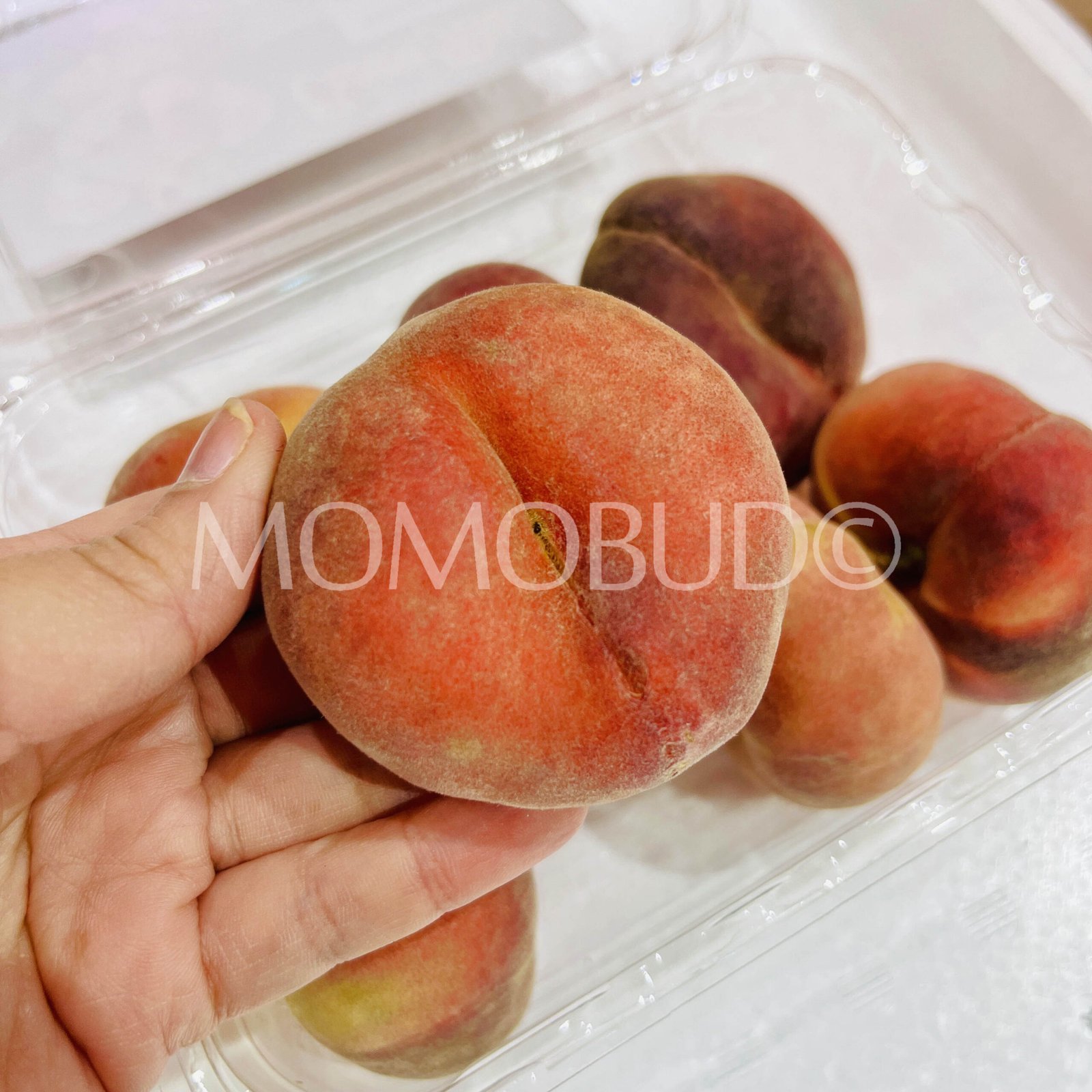 Australian Crown Koala Flat Donut Peach (500g punnet, 7pcs) - Image 3