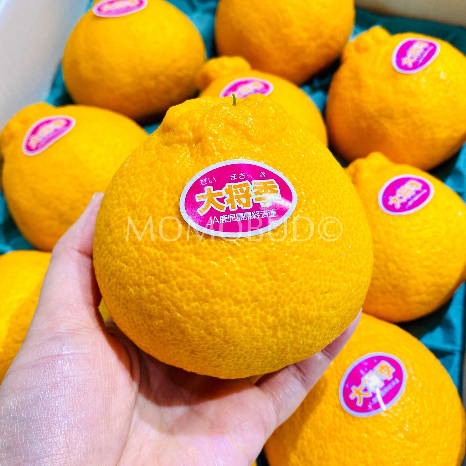 Japanese Daimasaki Orange - Image 2