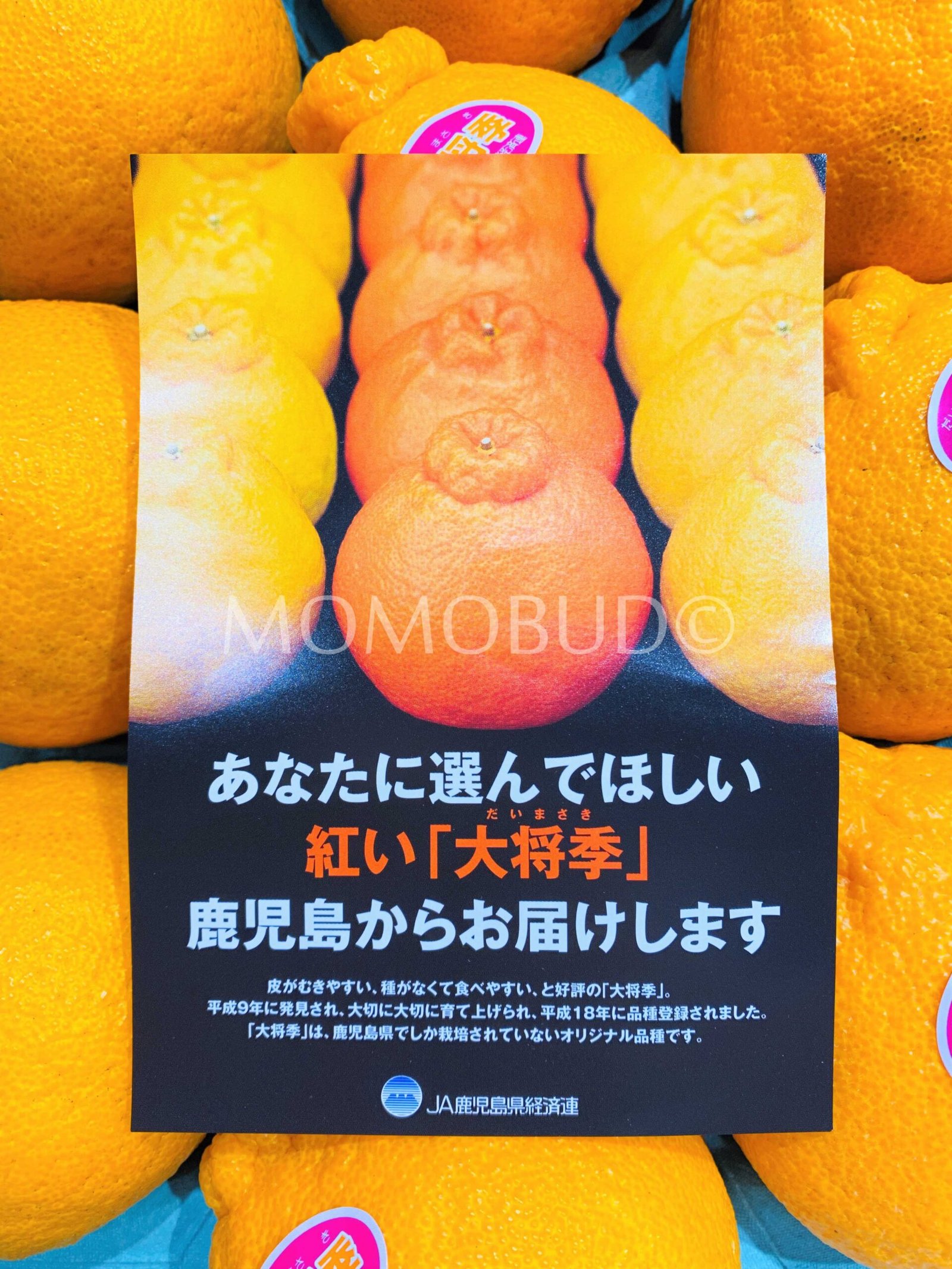 Japanese Daimasaki Orange - Image 3