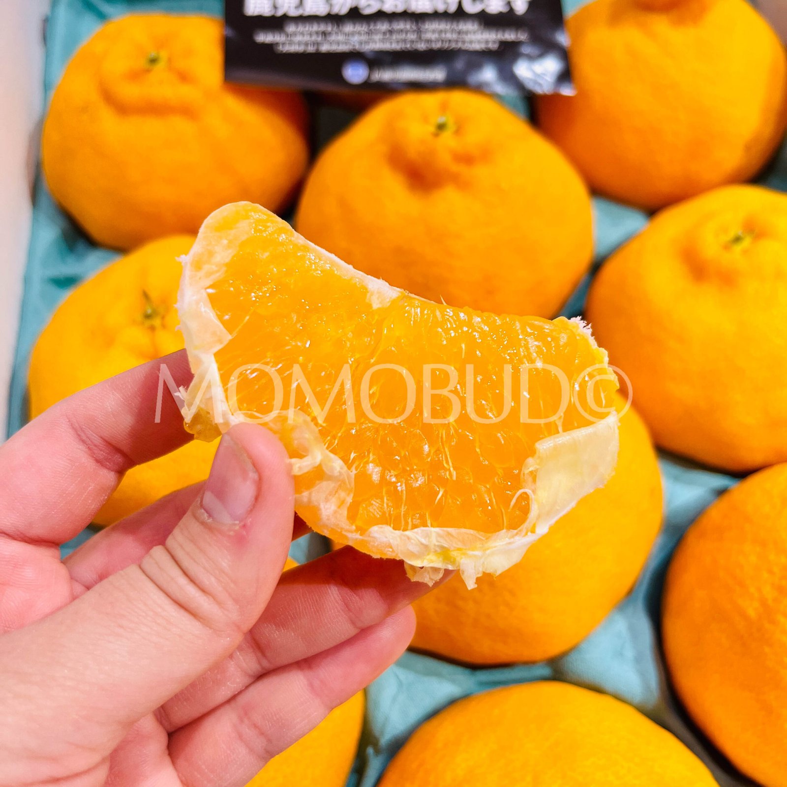 Japanese Daimasaki Orange - Image 4