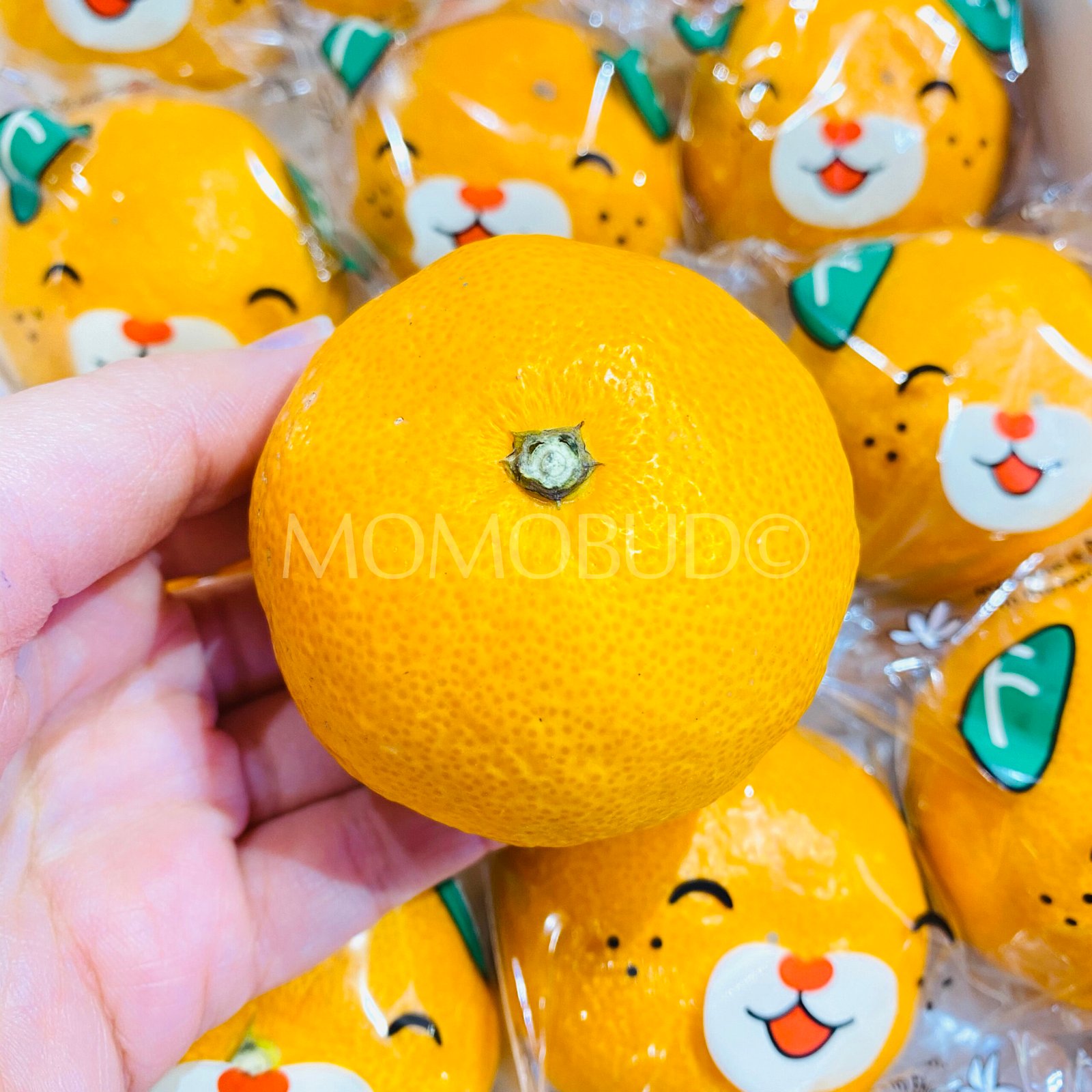 Japanese Ehime Mican Mikan (Mandarin Orange) Gift Box (1.2kg) - Image 3
