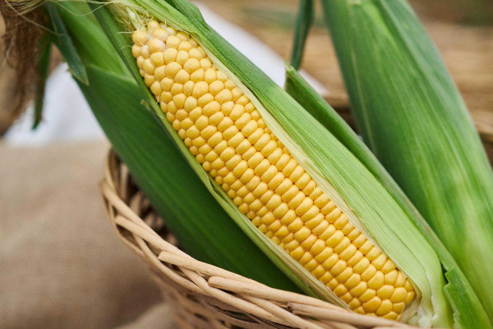 Japanese Gold Rush White Corn - Image 3