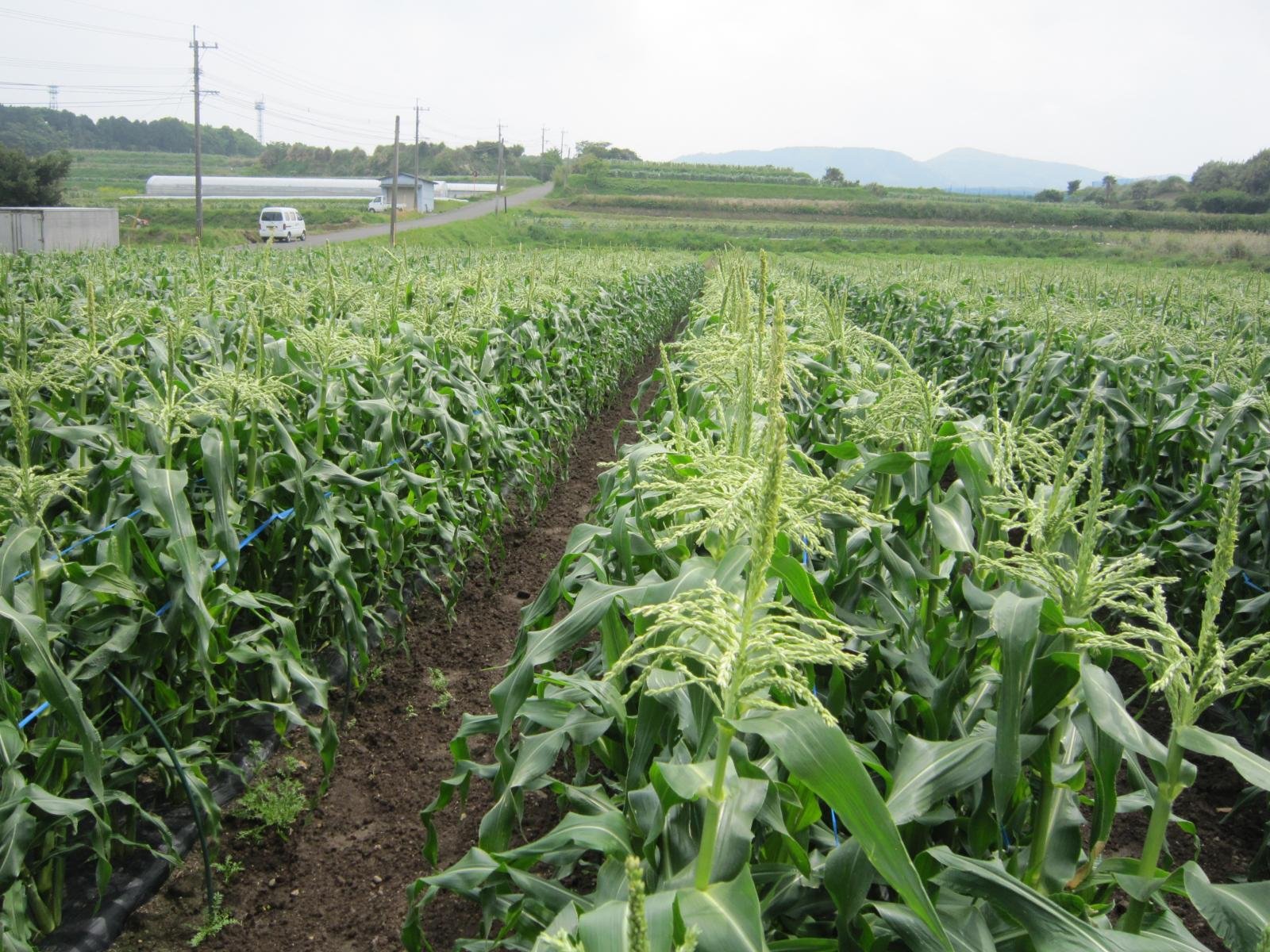 Japanese Gold Rush White Corn - Image 2