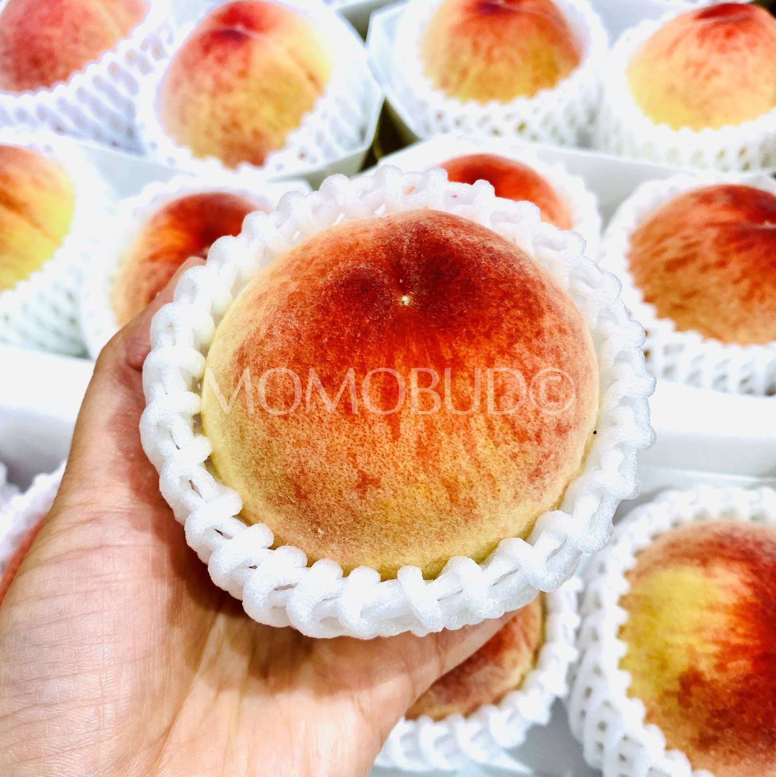 Japanese Yamanashi House Hikawa Hakuhou White Peach (2pcs/punnet, 300g) - Image 3