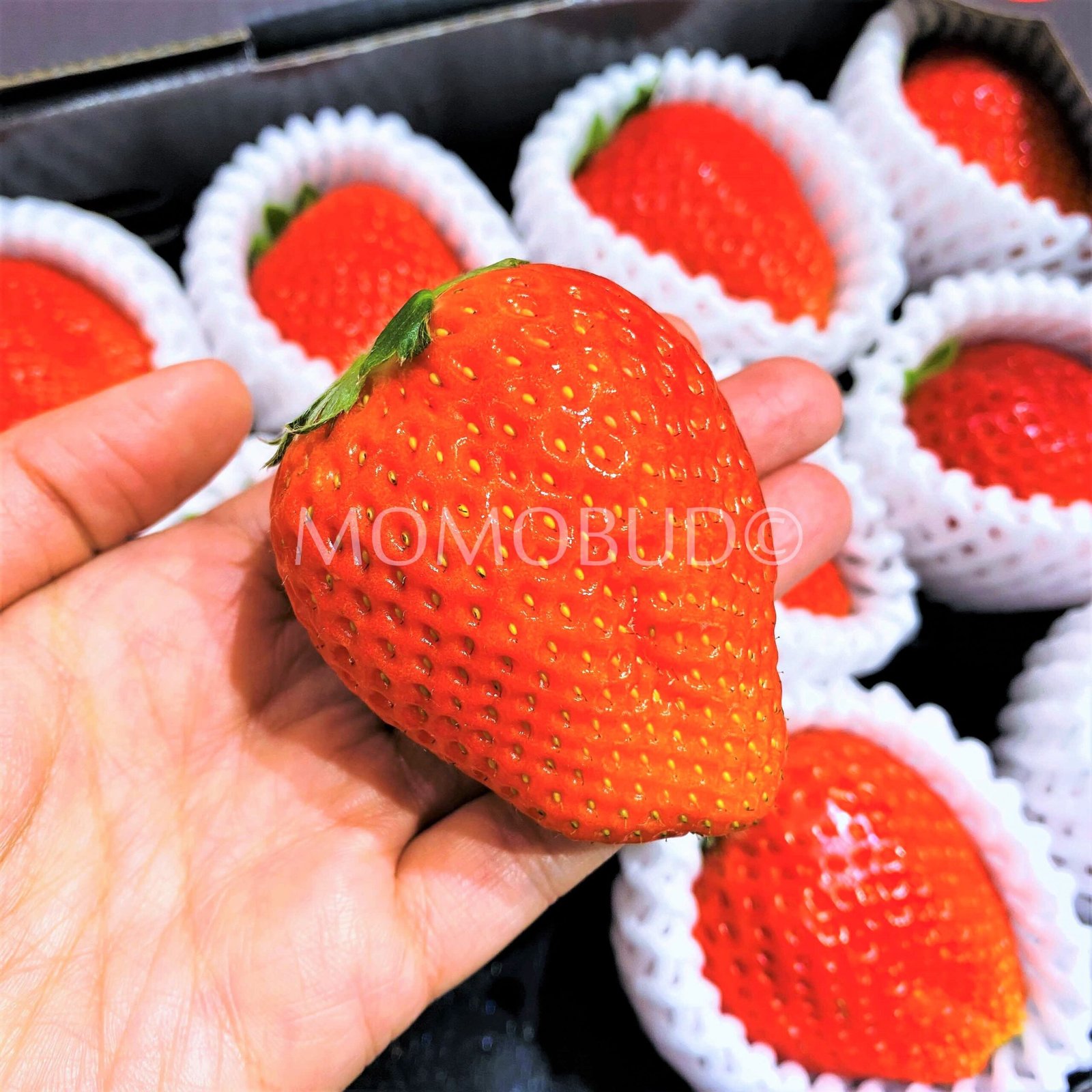 Japanese Hinata Skyberry Ichigo Gift Set (500g) - Image 3
