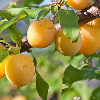 Japanese Homaniero Plum (Medium-Plus) - Image 2
