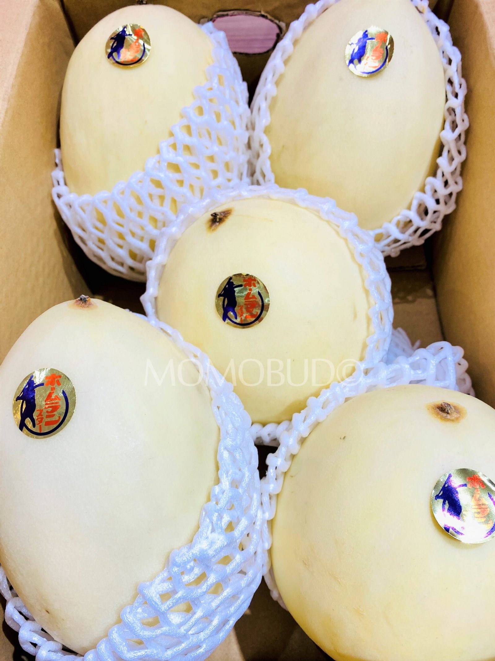 Japanese Homuran Melon - Image 2