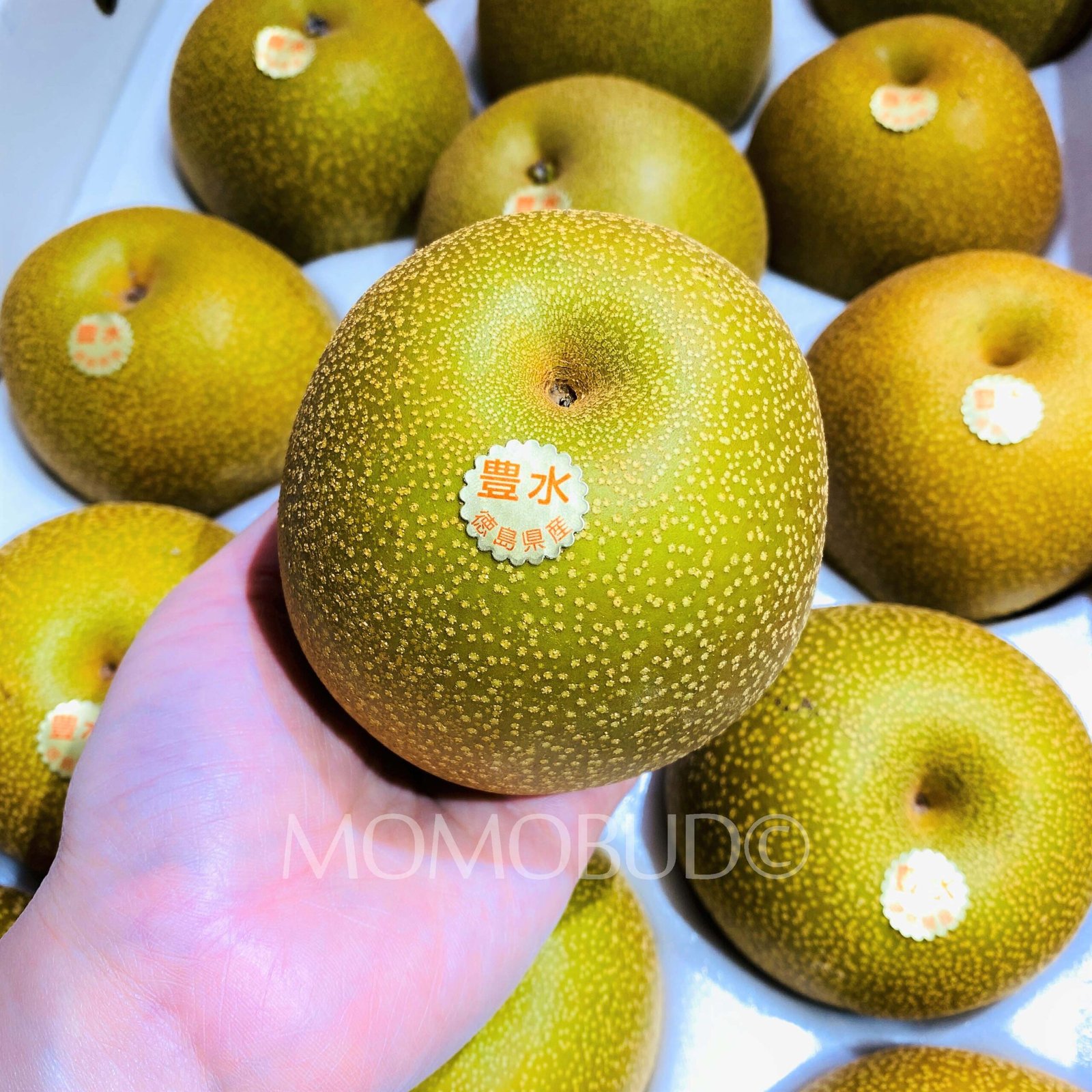 Japanese Hosui Pear - Image 3