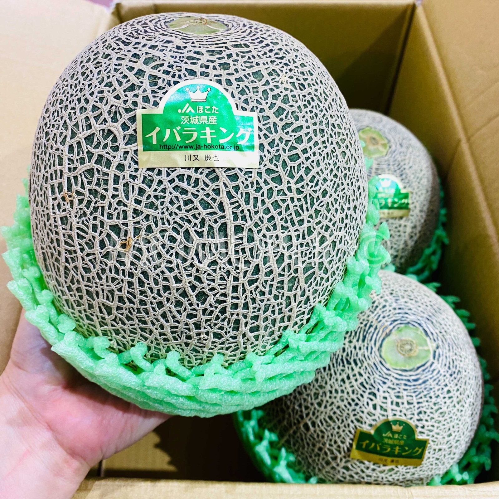 Japanese Ibara King Green Melon (Small-Plus) - Image 5