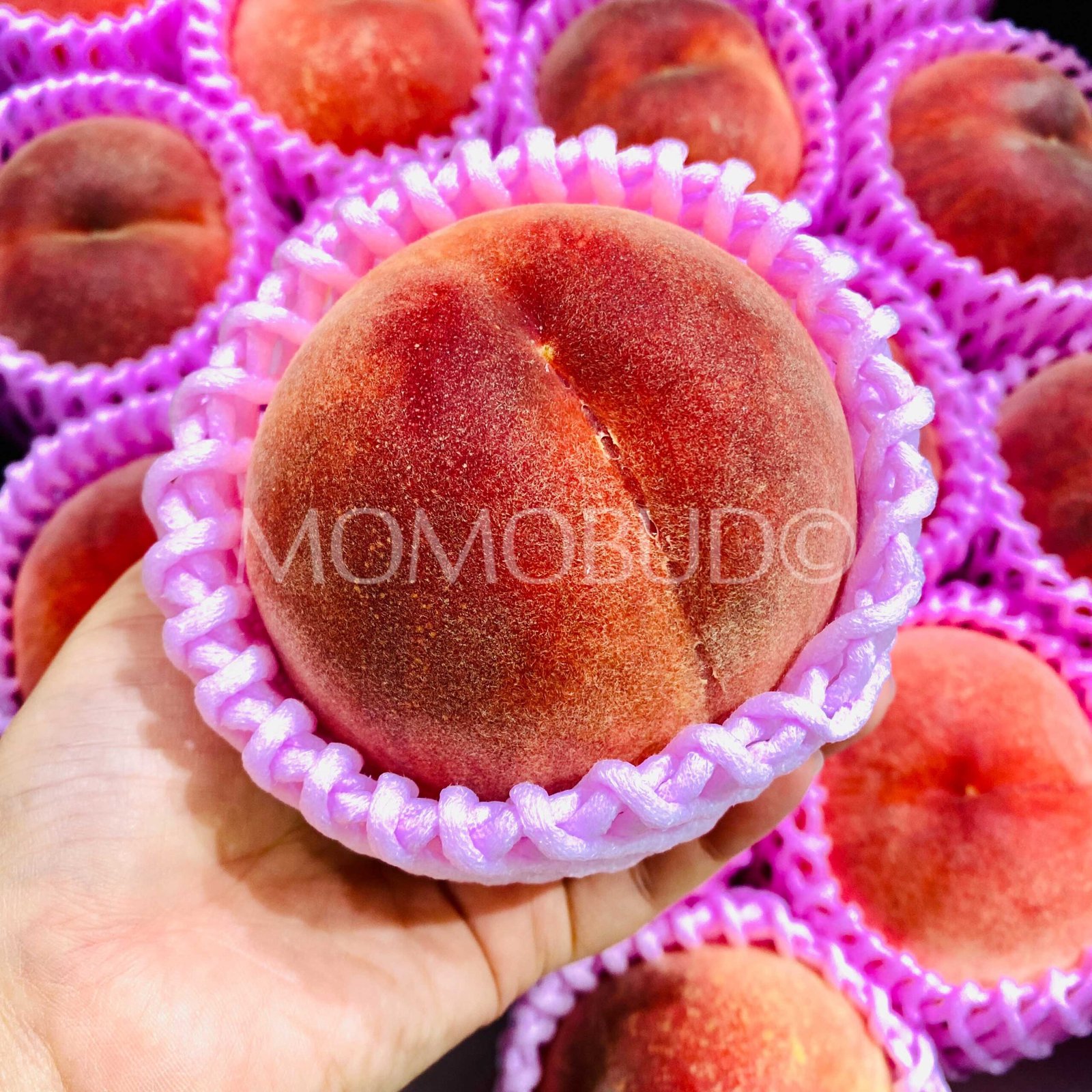 Japanese Premium Ichinomiya Hikawa Hakuhou White Peach (Medium-Plus) - Image 4