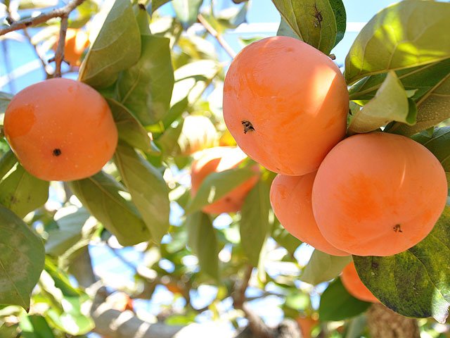 *Special Promo* Japanese Tanenashi Jiro Persimmon (Medium-Plus) - Image 5