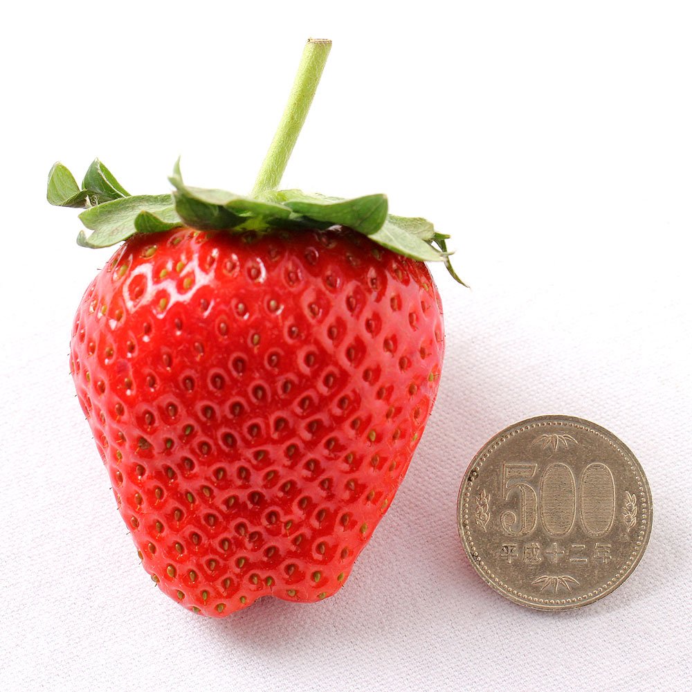 Japanese Kikuchi no Manma Hinoshizuku Ichigo (Strawberry) Gift Box (900g) - Image 6