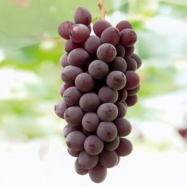 Japanese Yamagata Delaware (Champagne) Grapes Pack (350g, 3 bunches) - Image 3