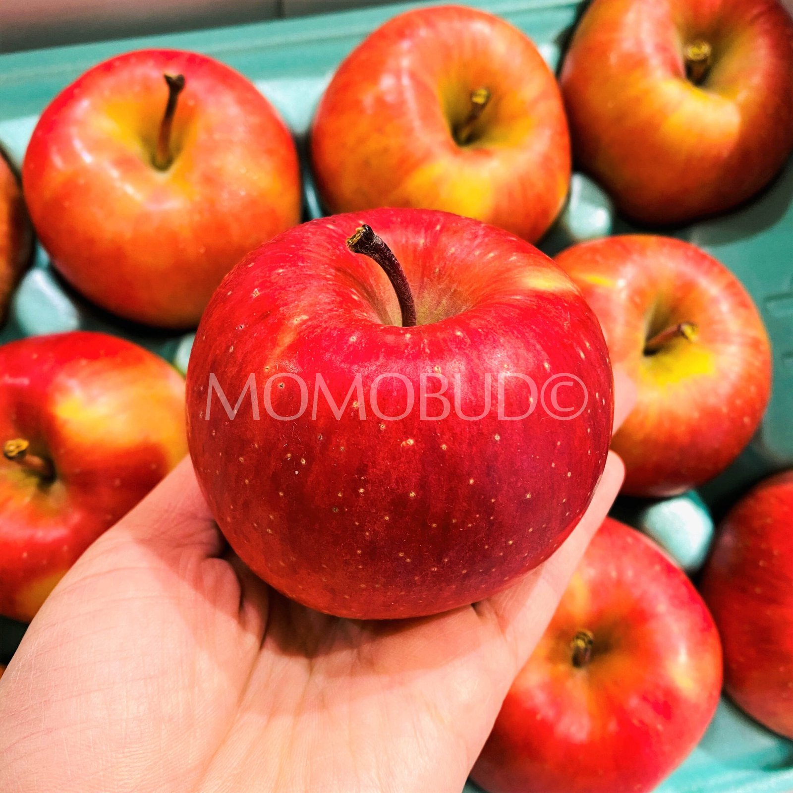 Japanese Premium Komitsu Honey Apple - Image 4
