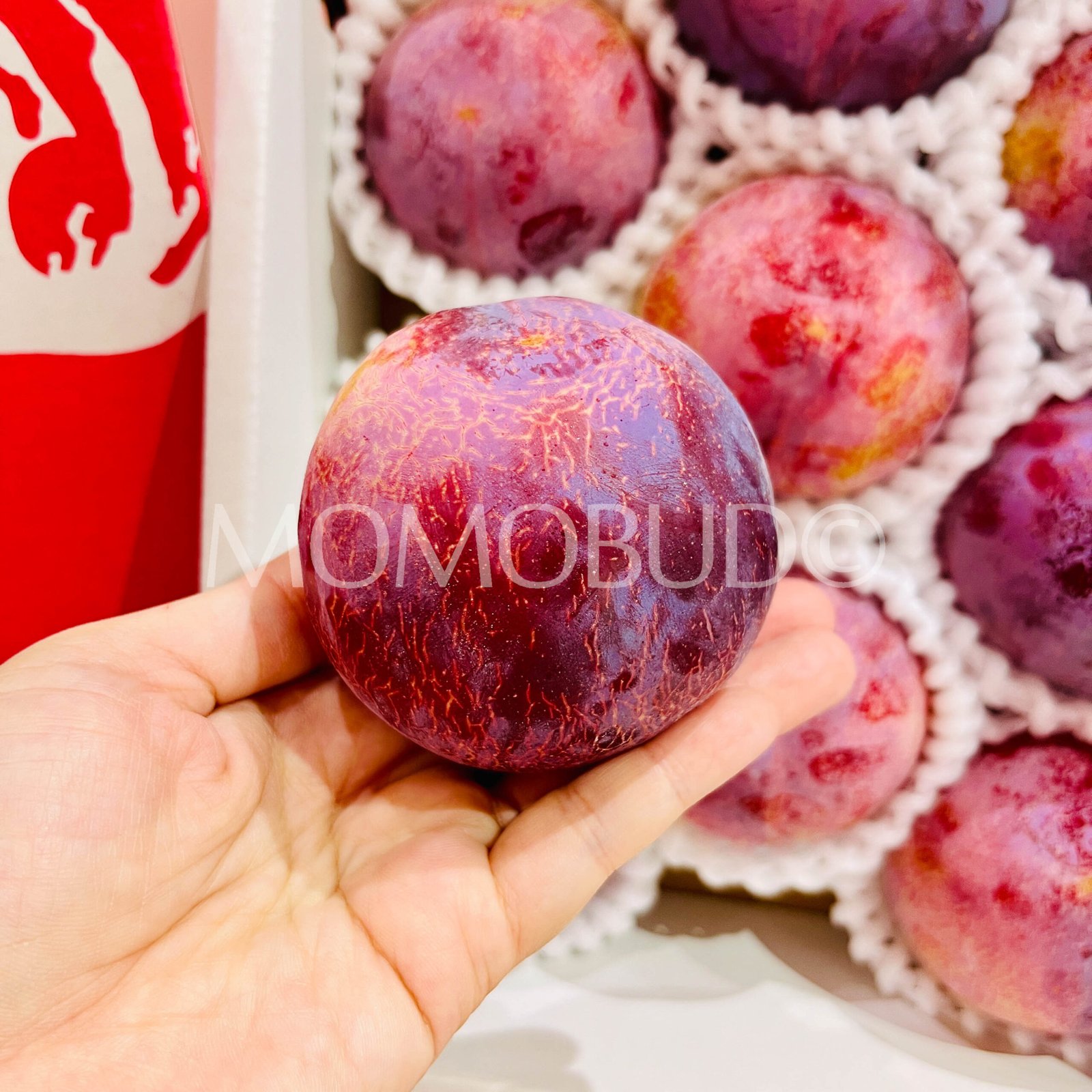 *Special Time Offer* Japanese Koshu Kiyou Plum Gift Box (1.5kg) - Image 4