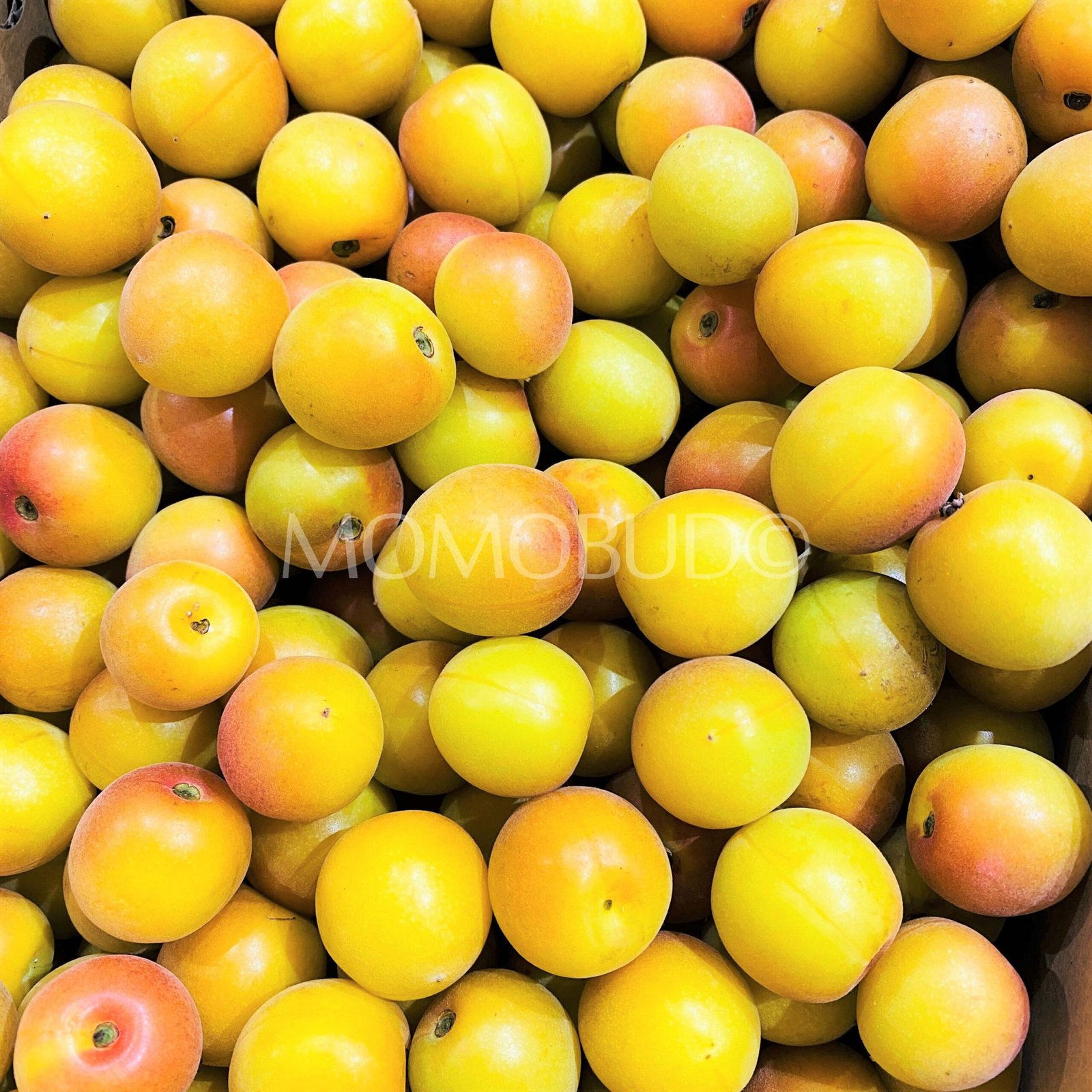 Japanese Kouyou Koume (Plum) - Image 6