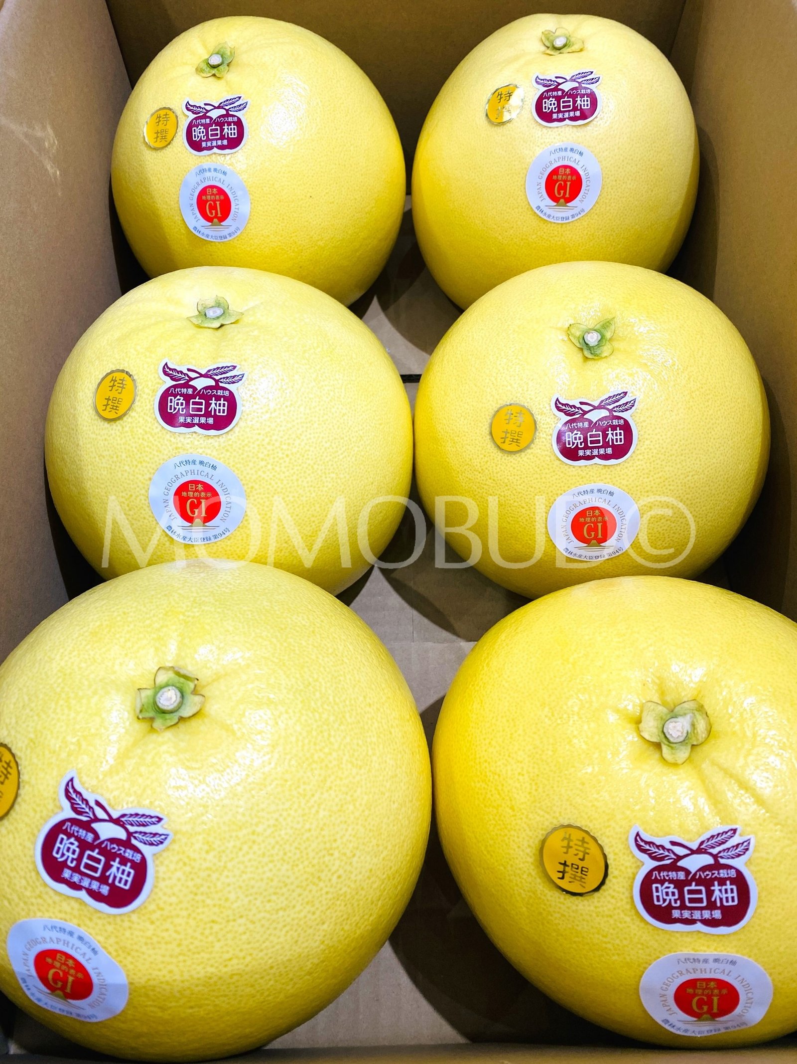 Japanese Kumamoto Banpeiyu (Pomelo, Medium) - Image 2