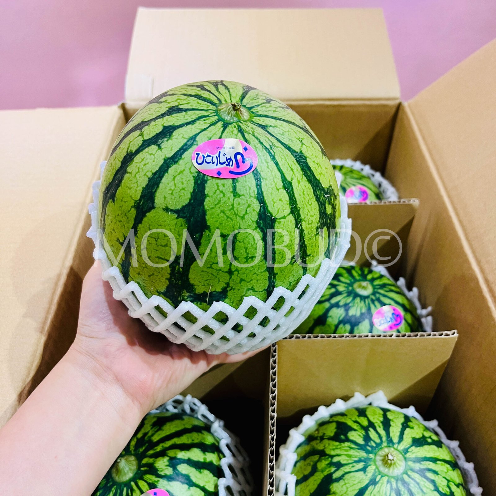 Japanese Kumamoto Hitorijime Watermelon - Image 3