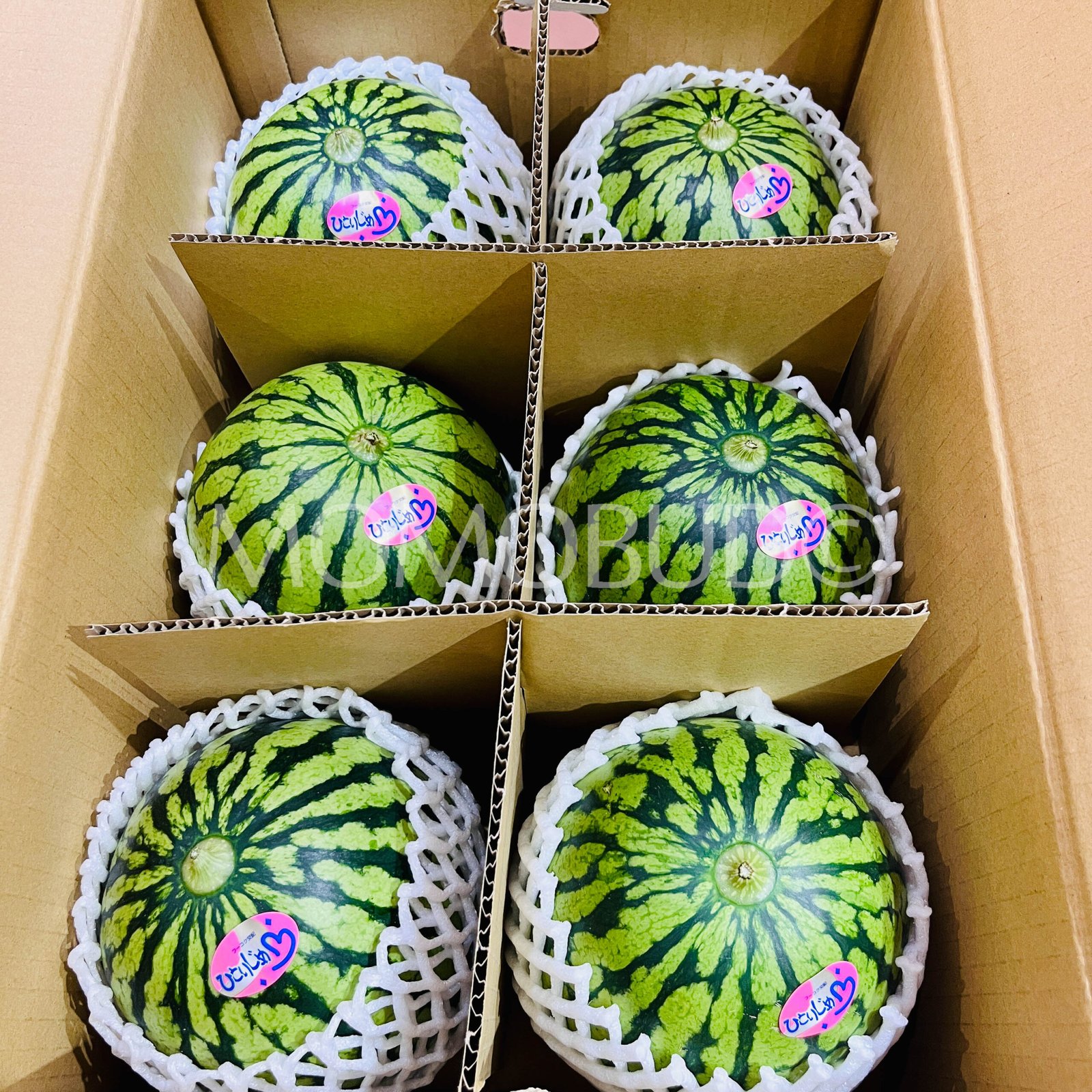 Japanese Kumamoto Hitorijime Watermelon - Image 2
